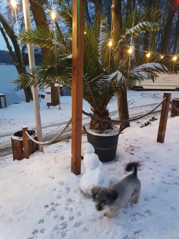 Zimowy wieczór na plaży nad jeziorem z palmami oświetlonymi lampkami, śniegiem i psem bawiącym się na piasku.
